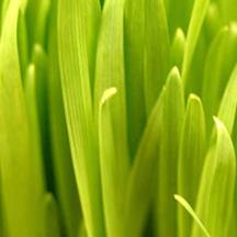 本地化适配的网页在线DDOS压力测试